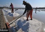 PT. Garam Mulai Hasilkan Produksi Garam 250 Ton pada Awal Panen 2023