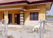 Mubazir, Polindes Tidak Ditempati Hingga Jadi Tempat Peliharaan Kambing
