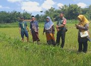 Musim Kemarau, Babinsa Dampingi Ketua Poktan Tinjau Lahan Tanaman Padi