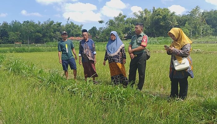 Musim Kemarau, Babinsa Dampingi Ketua Poktan Tinjau Lahan Tanaman Padi