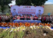 Polres Lumajang Ungkap 16 Kasus Narkoba, Amankan 20 Tersangka dan Ribuan Batang Pohon Ganja