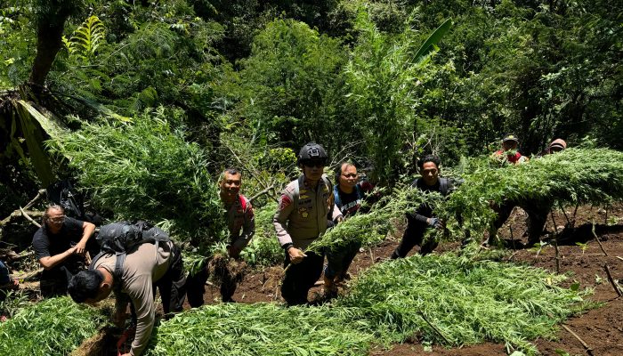 Polres Lumajang Temukan Ribuan Pohon Ganja di Kawasan lereng Gunung Semeru