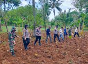 Dukung Program Ketahanan Pangan, Polsek Masalembu: Manfaatkan Lahan Dengan Tanaman Yang Bernilai Ekonomis