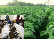 Pengaruh Industri Rokok Lokal Bagi Kemajuan Ekonomi Petani Tembakau dan Buruh Pabrik