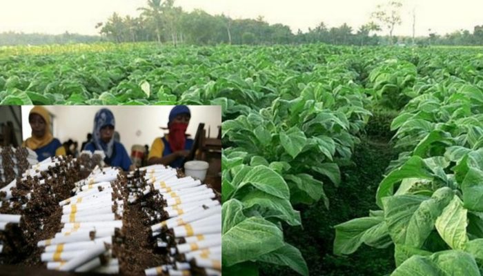 Pengaruh Industri Rokok Lokal Bagi Kemajuan Ekonomi Petani Tembakau dan Buruh Pabrik
