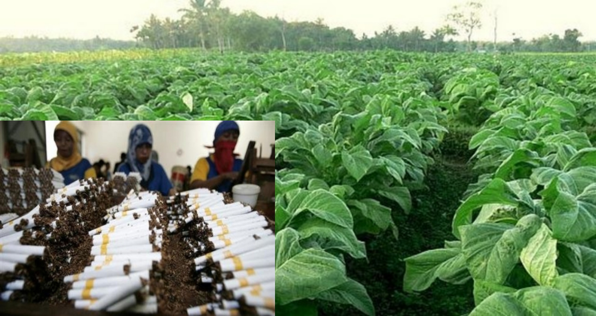 Picsart 25 02 18 11 34 36 787