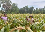 Harga Jagung Hibrida Capai Rp. 5.600 Perkilo, Sejumlah Petani di Sumenep Merasa Senang