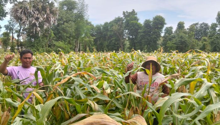 Harga Jagung Hibrida Capai Rp. 5.600 Perkilo, Sejumlah Petani di Sumenep Merasa Senang