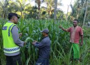 Polsek Ranuyoso Dampingi Penanaman Jagung untuk Sukseskan Program Ketahanan Pangan