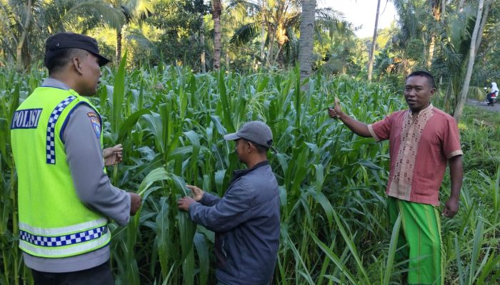 Polsek Ranuyoso Dampingi Penanaman Jagung untuk Sukseskan Program Ketahanan Pangan