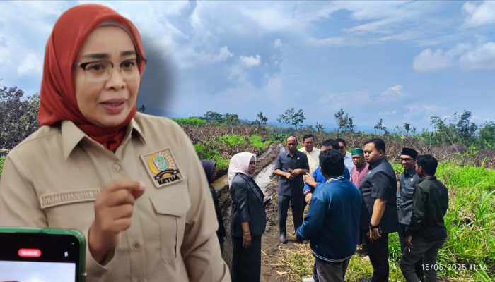 Lahan PT. Kalijeruk Dialih fungsikan Jadi Kebun Tebu, Salah siapa?