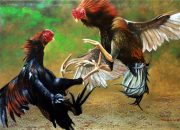 Sabung Ayam Mulai Marak, Polsek Spudi dan Nonggunong Diminta Ambil Tindakan Tegas