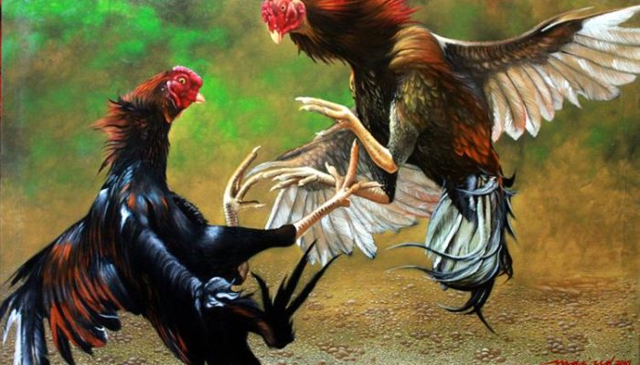 Sabung Ayam Mulai Marak, Polsek Spudi dan Nonggunong Diminta Ambil Tindakan Tegas