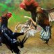 FOTO: Ilustrasi Sabung Ayam