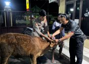 Sempat Dicuri, Sapi Milik Warga Tempeh Kidul Ditemukan di Perkebunan Jeruk Pasirian
