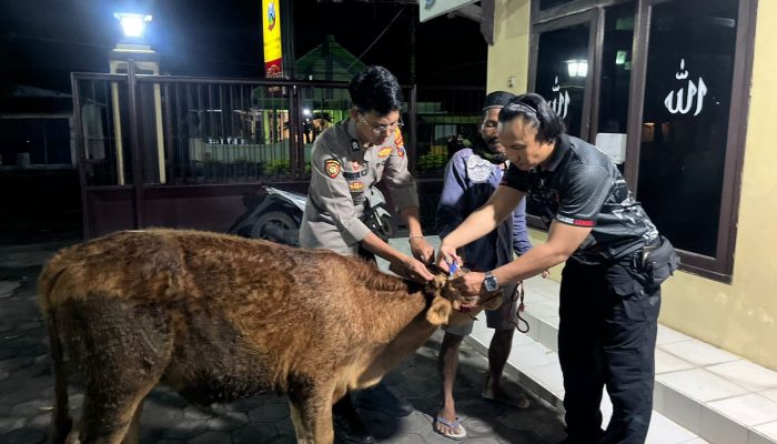 Foto: Sempat Hilang Sapi Milik Brian (75) Warga Desa Tempeh Kidul Ditemukan di Kebun Jeruk Desa Setempat