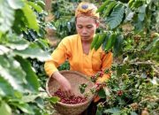 Aroma Kopi Senduro Dari Kaki Gunung Semeru Kebanggaan Kabupaten Lumajang