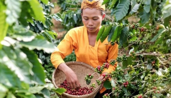 Aroma Kopi Senduro Dari Kaki Gunung Semeru Kebanggaan Kabupaten Lumajang