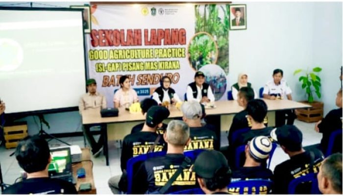 Bupati Lumajang Tegaskan Garap Potensi Pisang, Target Rebut kembali identitas Kota Pisang