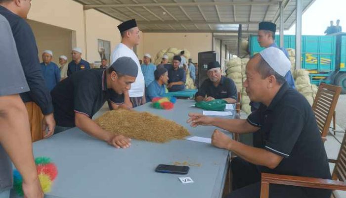 Dibalik Musim Sulit, PR. Bahagia Tetap Serap Tembakau Petani Sumenep Tanpa Ribet