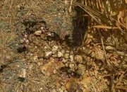 Tanpa Papan Nama Proyek Kondisi Jalan Aspal di Pamolokan Sumenep Memprihatinkan