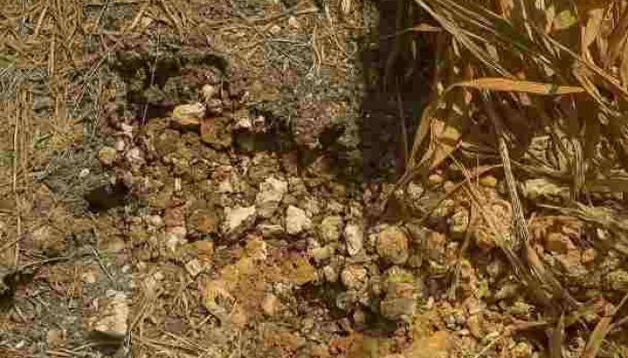 Tanpa Papan Nama Proyek Kondisi Jalan Aspal di Pamolokan Sumenep Memprihatinkan