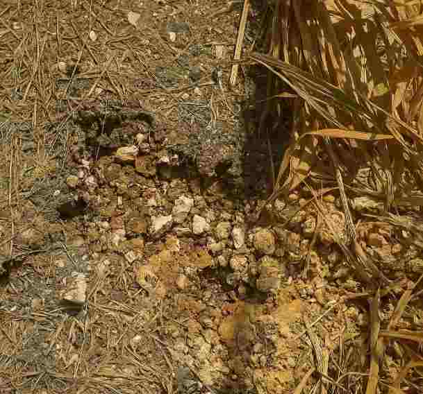 FOTO: Dayat Mahjong, Aktivis dari Yayasan Lembaga Bantuan Hukum (YLBH) Madura