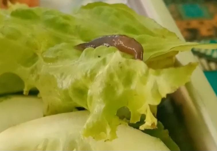 FOTO: Menu MBG tampak Seekor ulat hidup tengah merayap santai di atas daun selada