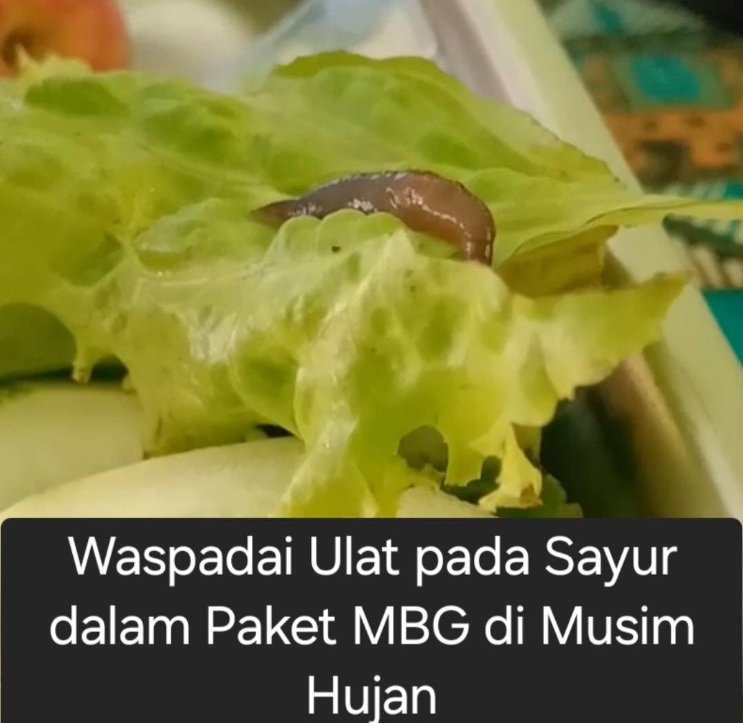 FOTO: Ilustrasi seekor ulat masih hidup tengah merayap di sayur selada
