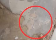 Video Susu Diduga Berulat pada Menu MBG di Pamekasan Viral