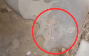 Video Susu Diduga Berulat pada Menu MBG di Pamekasan Viral