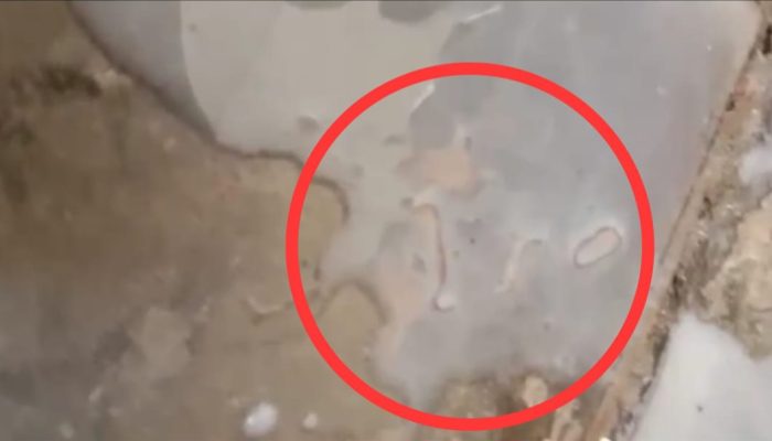 Video Susu Diduga Berulat pada Menu MBG di Pamekasan Viral