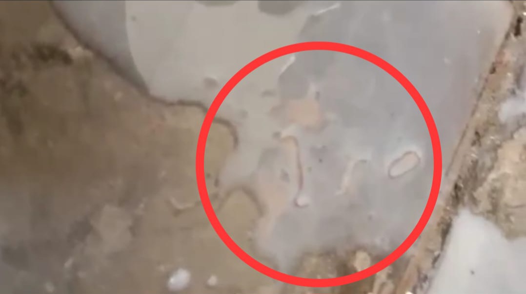 Susu Diduga Bermasalah dalam Program MBG di Pamekasan Jadi Sorotan