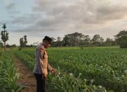 Dukung Asta Cita Presiden, Bhabinkamtibmas Polsek Kunir Kawal Ketahanan Pangan di Lumajang