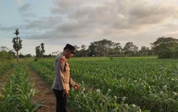 Dukung Asta Cita Presiden, Bhabinkamtibmas Polsek Kunir Kawal Ketahanan Pangan di Lumajang