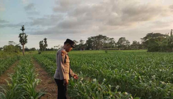 Dukung Asta Cita Presiden, Bhabinkamtibmas Polsek Kunir Kawal Ketahanan Pangan di Lumajang