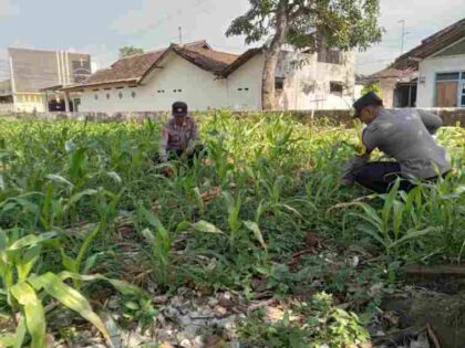 FOTO : Jajaran Polsek Jatiroto mendukung dan ikut menanam jagung untuk ketahanan pangan