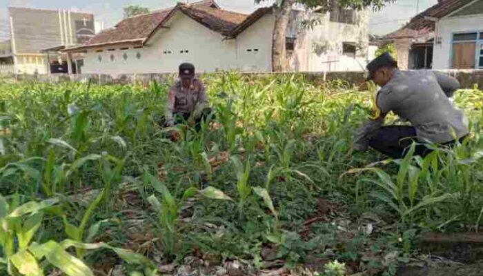 FOTO : Jajaran Polsek Jatiroto mendukung dan ikut menanam jagung untuk ketahanan pangan