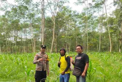 FOTO : Bripda M. Jurjis turun ke lahan tanam jagung bersama petani setempat.