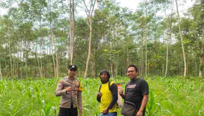 FOTO : Bripda M. Jurjis turun ke lahan tanam jagung bersama petani setempat.