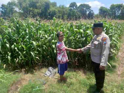 FOTO : Kapolsek Yosowilangun, Iptu Rusdiq Sudarmanto, S.H. turun langsung ke sawah untuk mengecek kondisi tanaman
