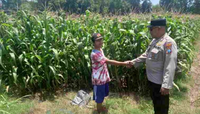 FOTO : Kapolsek Yosowilangun, Iptu Rusdiq Sudarmanto, S.H. turun langsung ke sawah untuk mengecek kondisi tanaman
