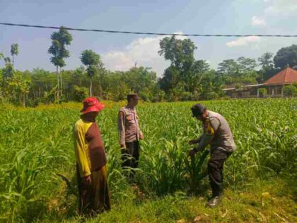 FOTO : Kapolsek Jatiroto AKP Imam Soepardi, S.Pd., bersama personel Polsek Jatiroto terlihat sedang memantau perkembangan tanaman jagung