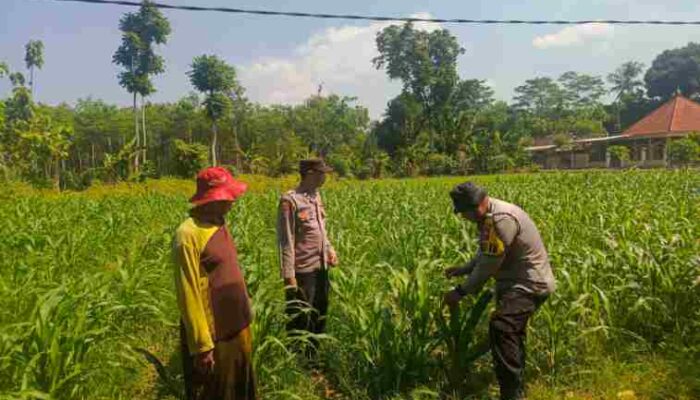 FOTO : Kapolsek Jatiroto AKP Imam Soepardi, S.Pd., bersama personel Polsek Jatiroto terlihat sedang memantau perkembangan tanaman jagung