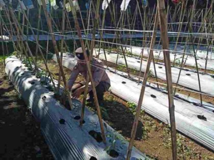 FOTO : Salah satu Personel Polsek Gucialit turun langsung ke ladang mulsa plastik milik warga