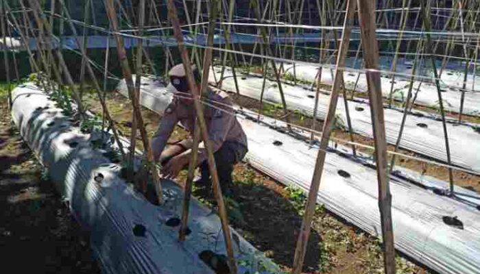 FOTO : Salah satu Personel Polsek Gucialit turun langsung ke ladang mulsa plastik milik warga